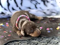 Morgan , a female Miniature Dachshund for sale in Visalia, CA – 2 of 5
