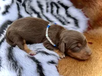 Frodo *Long Haired* , a male Miniature Dachshund for sale in Visalia, CA – 1 of 3
