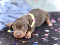 Tinker , a female Miniature Dachshund for sale in Visalia, CA – 2 of 2