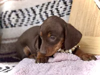 Raya , a female Miniature Dachshund for sale in Visalia, CA – 2 of 3