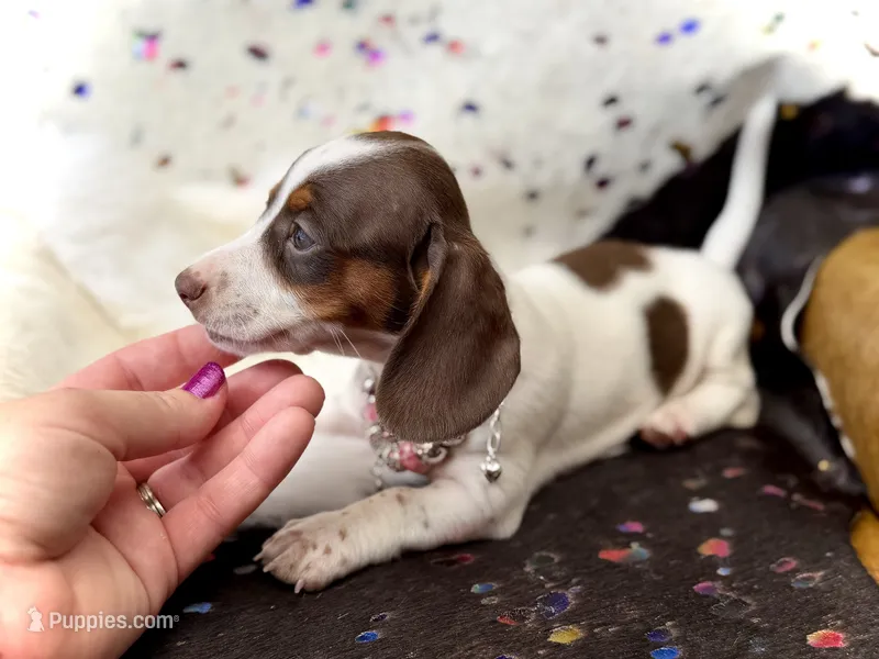 Dot  – Miniature Dachshund puppy for sale in Visalia, CA