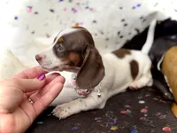Dot , a female Miniature Dachshund for sale in Visalia, CA – 7 of 9
