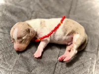 Chip *Super Tiny!*, a male Miniature Dachshund for sale in Visalia, CA – 5 of 6