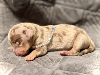 Dinkers , a male Miniature Dachshund for sale in Visalia, CA – 2 of 3