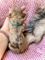Squids , a male Miniature Dachshund for sale in Visalia, CA – 4 of 5