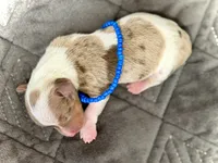 Snoodles , a male Miniature Dachshund for sale in Visalia, CA – 2 of 5