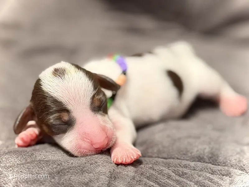 Dot  – Miniature Dachshund puppy for sale in Visalia, CA