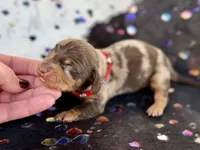 Mylo , a male Miniature Dachshund for sale in Visalia, CA – 4 of 5