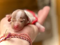 Chip *Super Tiny!*, a male Miniature Dachshund for sale in Visalia, CA – 4 of 6