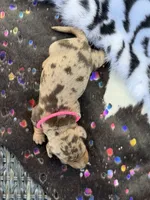 Pixie , a female Miniature Dachshund for sale in Visalia, CA – 4 of 4