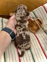 Kiwi, a female Dachshund and Miniature Dachshund for sale in Visalia, CA – Photo 5 of 6