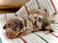 Kiwi, a female Dachshund and Miniature Dachshund for sale in Visalia, CA – Photo 1 of 6
