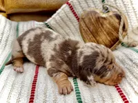 Kiwi, a female Dachshund and Miniature Dachshund for sale in Visalia, CA – Photo 6 of 6