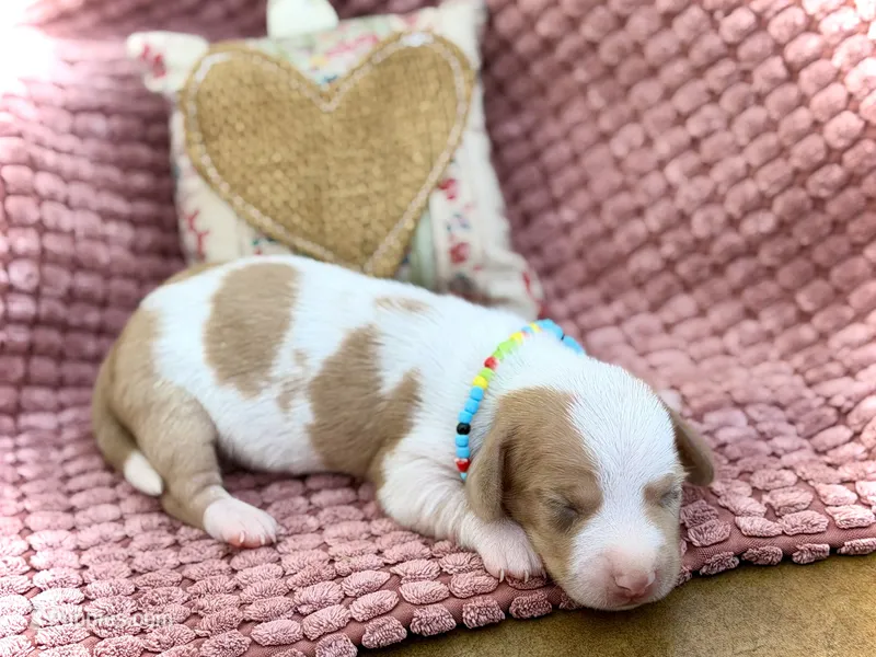 Wyatt  – Miniature Dachshund puppy for sale in Visalia, CA