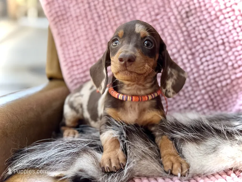 Trucky – Miniature Dachshund puppy on hold in Visalia, CA