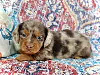Pickles *Long Haired!*, a male Miniature Dachshund for sale in Visalia, CA – 3 of 4