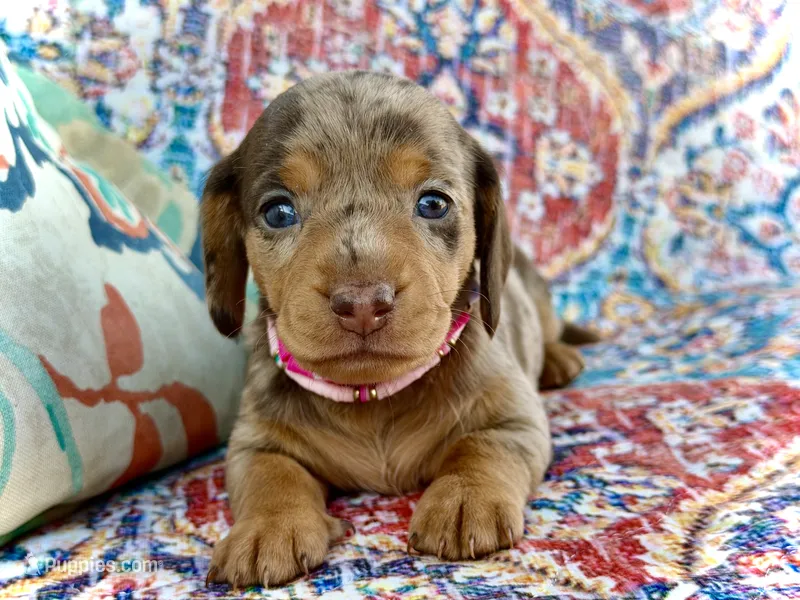 Carly  – Miniature Dachshund puppy on hold in Visalia, CA