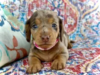 Carly , a female Miniature Dachshund for sale in Visalia, CA – 1 of 4
