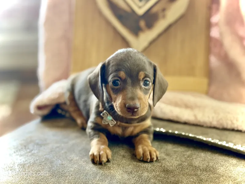 Tinker  – Miniature Dachshund puppy on hold in Visalia, CA