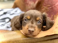 Tripp *Long Haired!*, a male Miniature Dachshund for sale in Visalia, CA – 3 of 7
