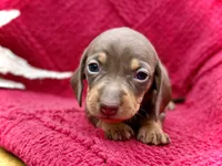 Jojo, a female Dachshund and Miniature Dachshund for sale in Visalia, CA – Photo 1 of 6