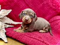 Jojo, a female Dachshund and Miniature Dachshund for sale in Visalia, CA – Photo 5 of 6