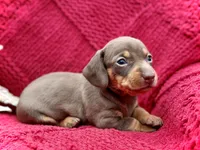 Jojo, a female Dachshund and Miniature Dachshund for sale in Visalia, CA – Photo 3 of 6