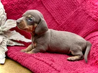 Jojo, a female Dachshund and Miniature Dachshund for sale in Visalia, CA – Photo 6 of 6
