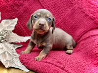Jojo, a female Dachshund and Miniature Dachshund for sale in Visalia, CA – Photo 4 of 6