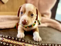 Wyatt , a male Miniature Dachshund for sale in Visalia, CA – 4 of 7