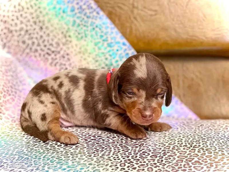 Mylo  – Miniature Dachshund puppy for sale in Visalia, CA