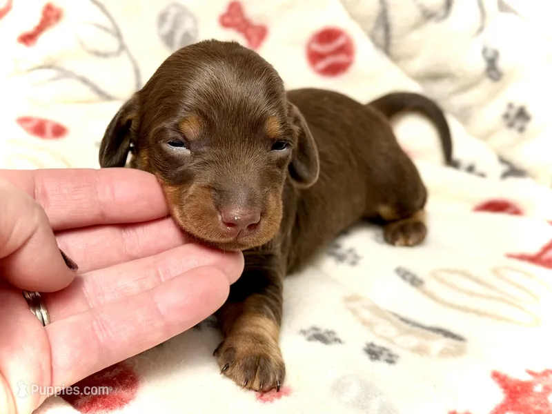 Biscuits “Long Haired!* – Miniature Dachshund puppy for sale in Visalia, CA