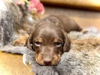 Biscuits , a male Miniature Dachshund for sale in Visalia, CA – Photo 2 of 2