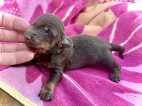 Biscuits “Long Haired!*, a male Miniature Dachshund for sale in Visalia, CA – Photo 3 of 3