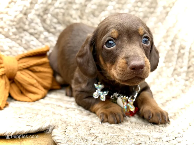 Biscuits  – Miniature Dachshund puppy for sale in Visalia, CA