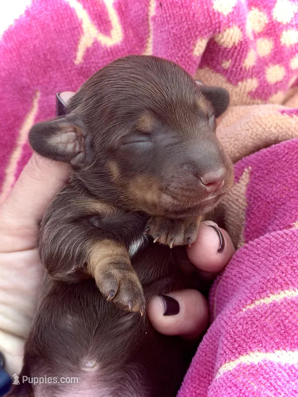 Biscuits “Long Haired!* – Miniature Dachshund puppy for sale in Visalia, CA