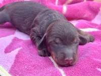 Biscuits “Long Haired!*, a male Miniature Dachshund for sale in Visalia, CA – Photo 2 of 3