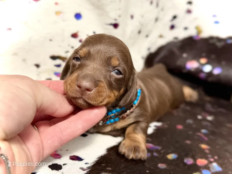 Biscuits “Long Haired!* – Miniature Dachshund puppy for sale in Visalia, CA