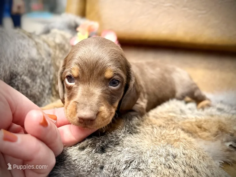 Biscuits  – Miniature Dachshund puppy for sale in Visalia, CA