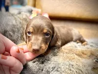 Biscuits , a male Miniature Dachshund for sale in Visalia, CA – Photo 1 of 2