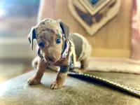 Tilly *TINY*, a female Miniature Dachshund for sale in Visalia, CA – 3 of 3