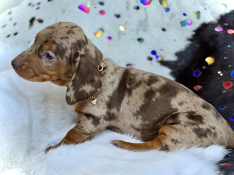 Margo – Miniature Dachshund puppy on hold in Visalia, CA
