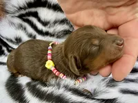 Lia *Long Haired*, a female Miniature Dachshund for sale in Visalia, CA – 4 of 4