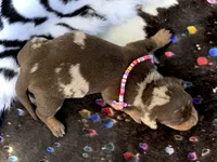 Morgan , a female Miniature Dachshund for sale in Visalia, CA – 3 of 5