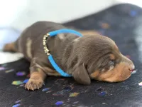 Douglas , a male Miniature Dachshund for sale in Visalia, CA – 1 of 4