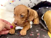 Summer , a female Miniature Dachshund for sale in Visalia, CA – 4 of 10