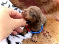 Stewy, a male Miniature Dachshund for sale in Visalia, CA – 2 of 4