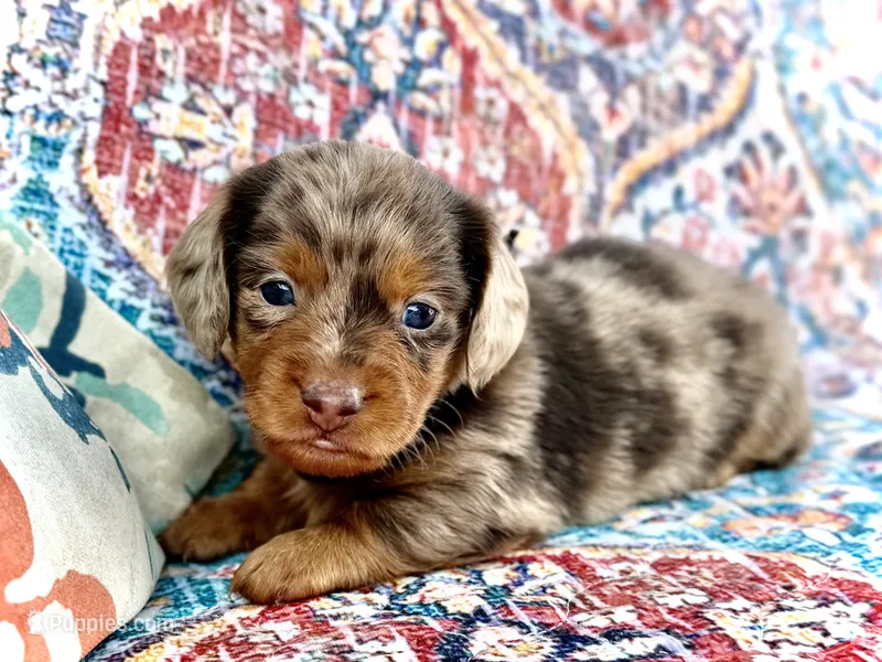 Pickles *Long Haired!* – Miniature Dachshund puppy on hold in Visalia, CA
