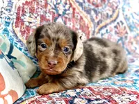 Pickles *Long Haired!*, a male Miniature Dachshund for sale in Visalia, CA – 1 of 4