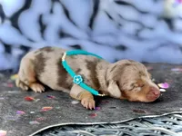 Barbie *SUPER Tiny*, a female Miniature Dachshund for sale in Visalia, CA – 5 of 6